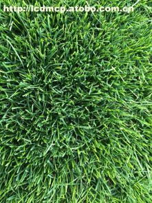 栾城县鼎茂草坪种植基地 热卖35-90cm草种，优质供应商的首选