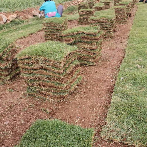 砚山慧婉草坪种植基地 马尼拉草坪批发的优质之选