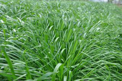 多年生黑麦草种植全攻略 从选种到养护的完整指南