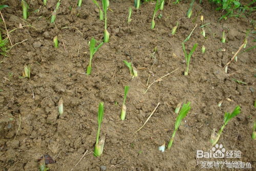 畜禽养殖牧草 皇竹草育苗种植方法全攻略